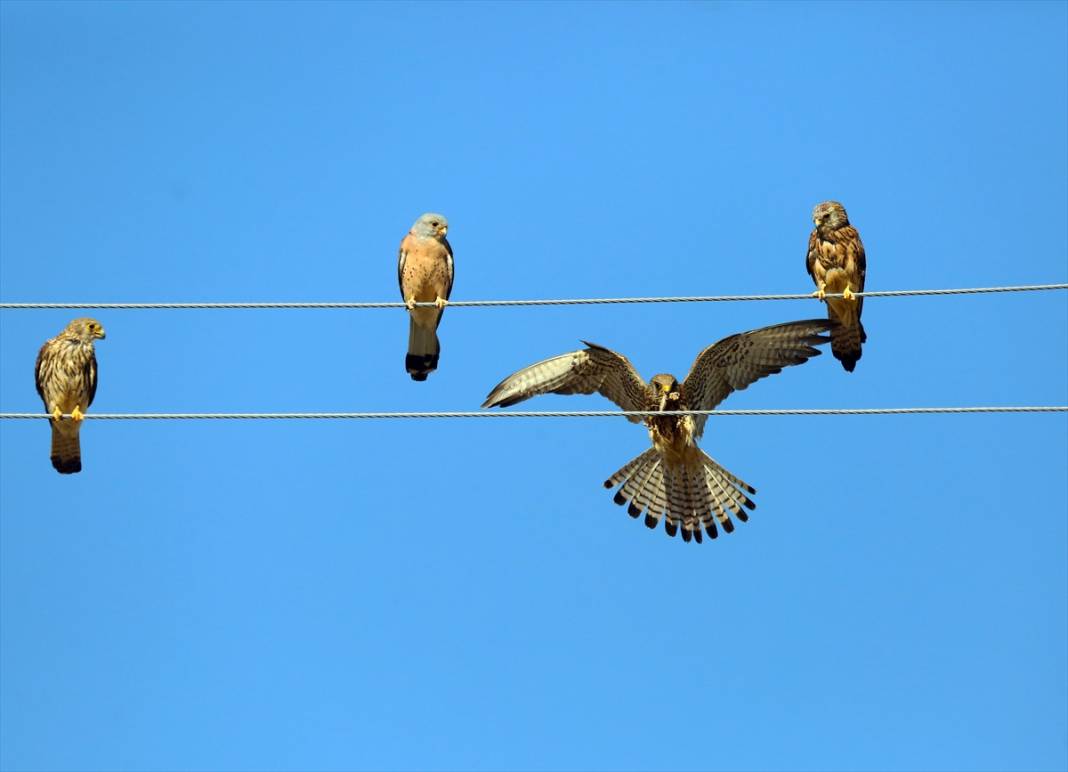 Konya’nın yırtıcı savaşçıları iş başında! Çiftçilerin doğal müttefiki 10